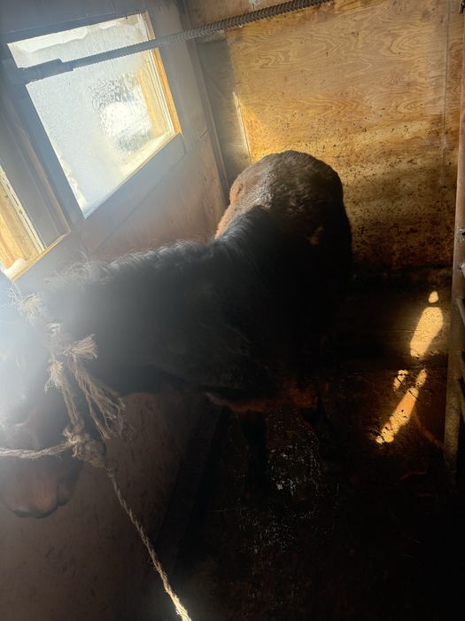 продаются жеребцы