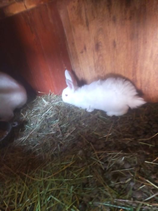 Продаються крольчата Фландера