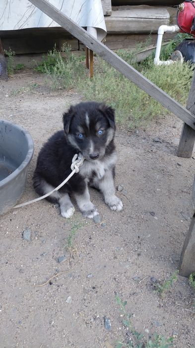 Щенок  мальчик отдам бесплатно