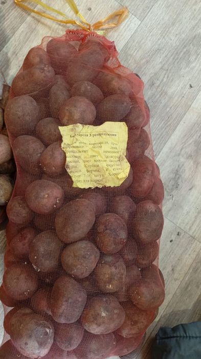 Продам семяную картошку