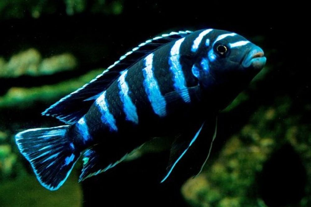 Рибки Африкански цихлиди от езерото Малави