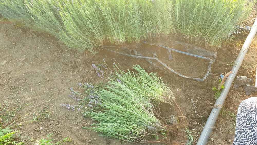 Butasi lavanda in București - frumoși