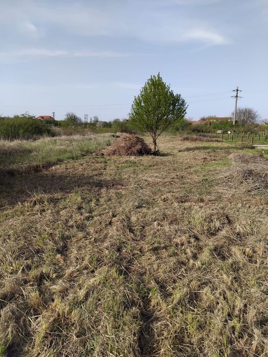 Întreținere grădini și curți | Tuns iarbă | Defrișări | Gard viu
