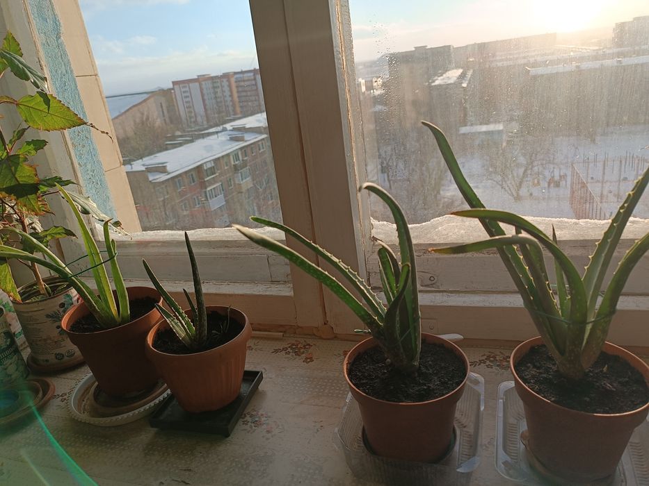 Продаю алоэ лечебный