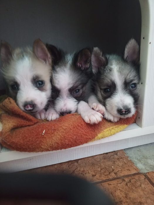 Отдаются щенки в добрые руки