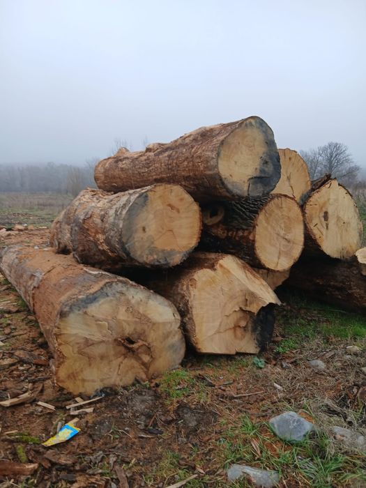 Vand lemn foc stejar