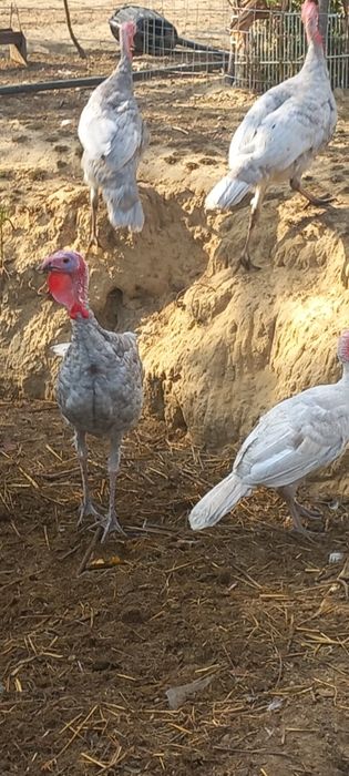 Vand pui de curca albastrii