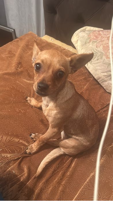 Пропал щенок