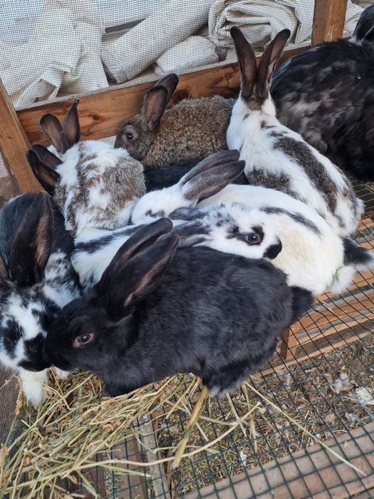 Vand Iepuri de 4-5 luni