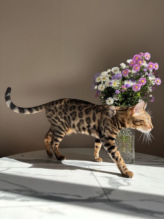 Бенгальские котята с документами