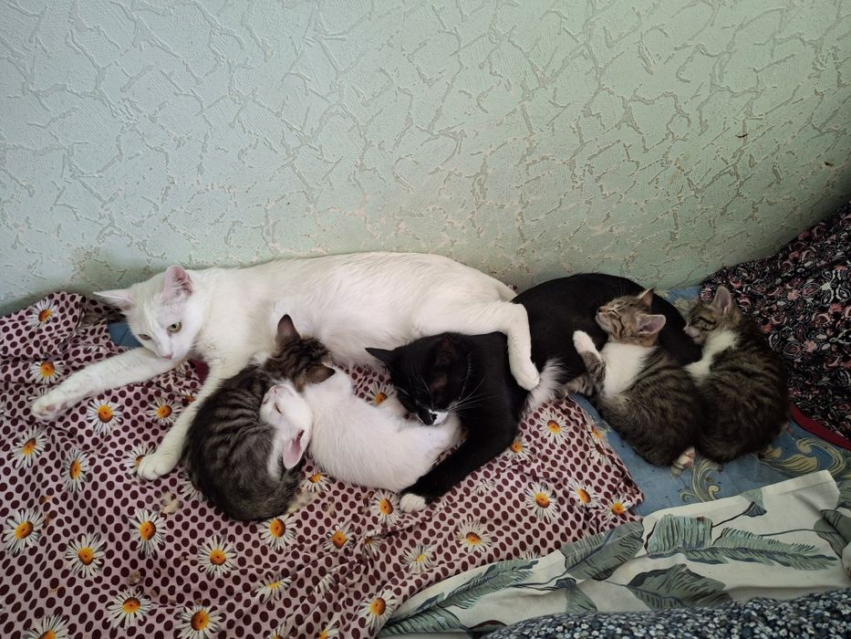 Котята мама Ангорка
