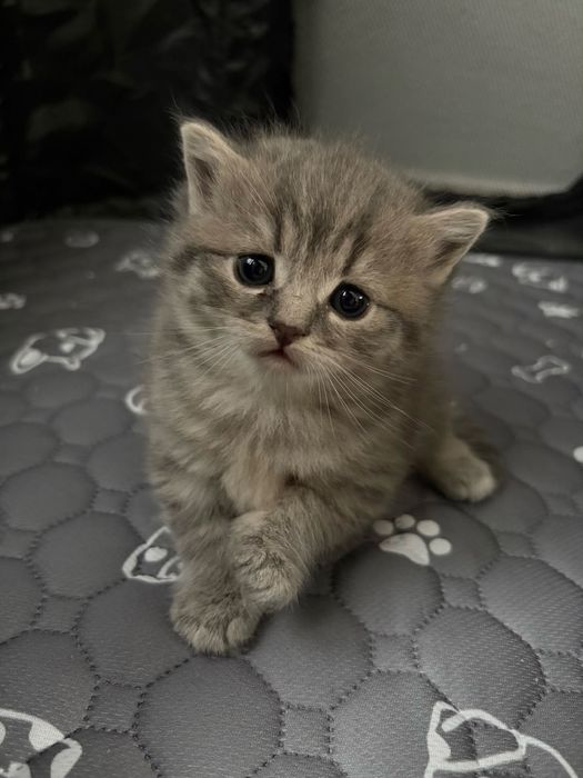 British Silver Tabby mascul