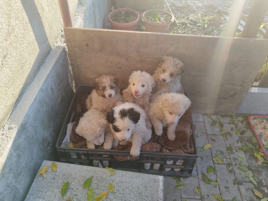 Donez 6 pui de catei