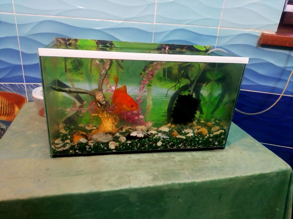 Аквариум в хорошем состоянии