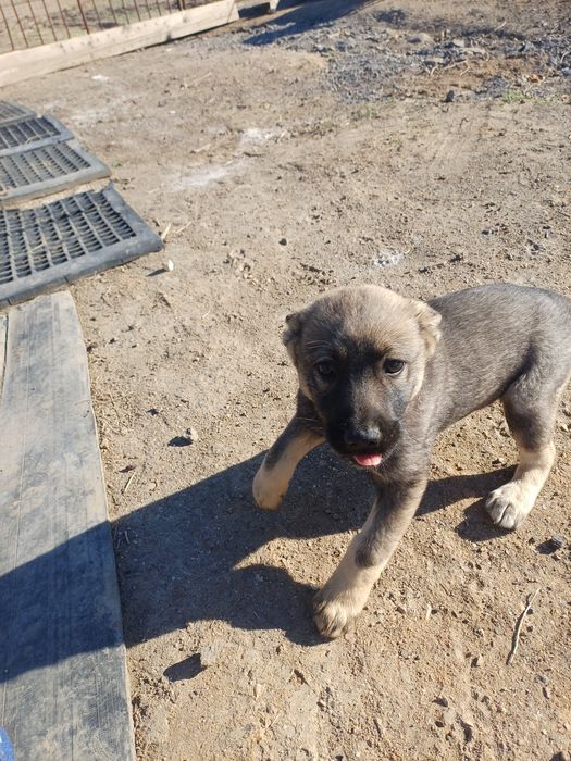 Отдам щенка  девочка в хорошие руки