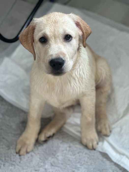 Продается лабрадор ретривер