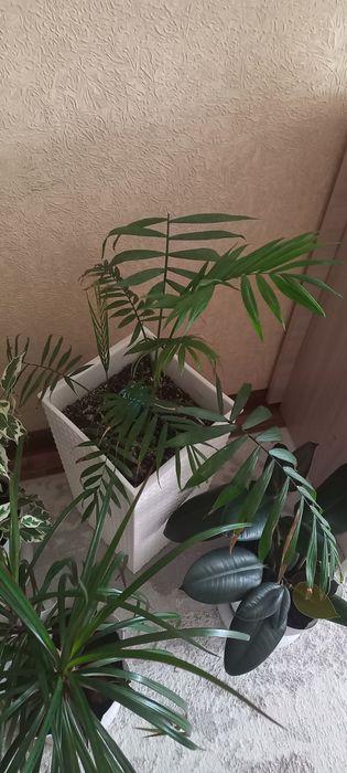 Продам комнатные цветы