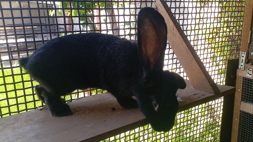 Фландер смесь с шиншиллой