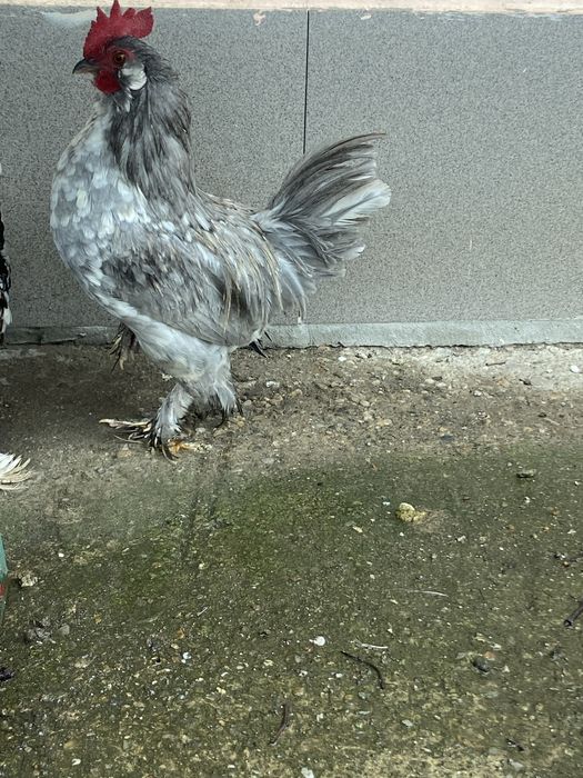 Vand cocosi liliputi