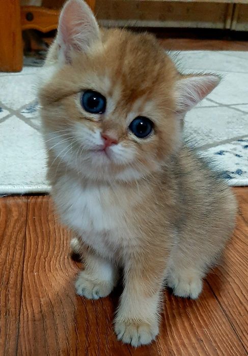 девочка золотая шиншилла bri ny11