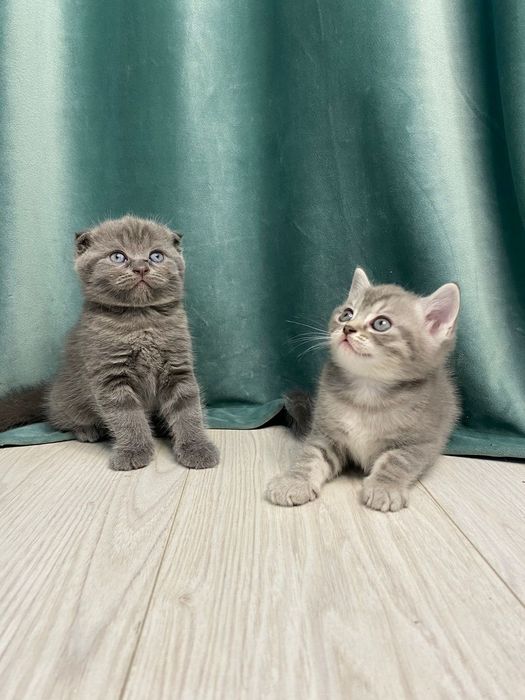 Котята шотландские