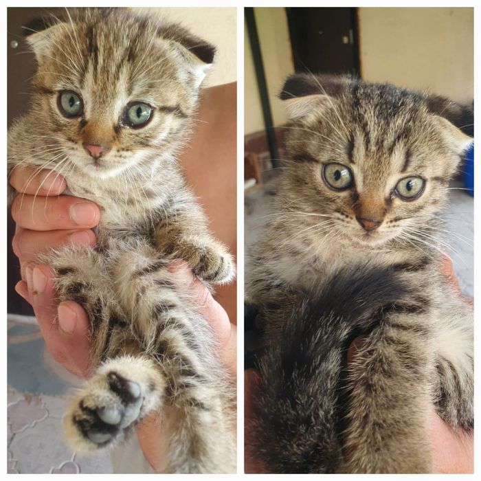 Вислоухие котята