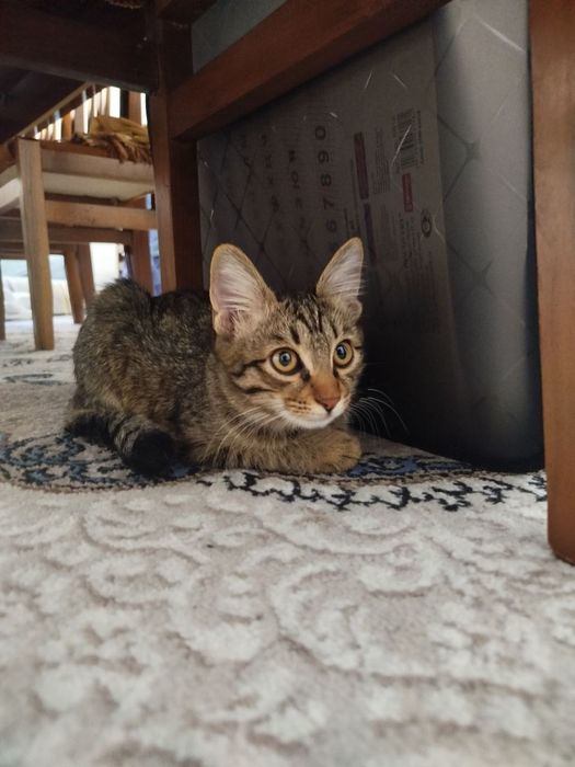 Кот,  4 месяц, чистый, без блохи, Застенчивый  по натуре и послушный,