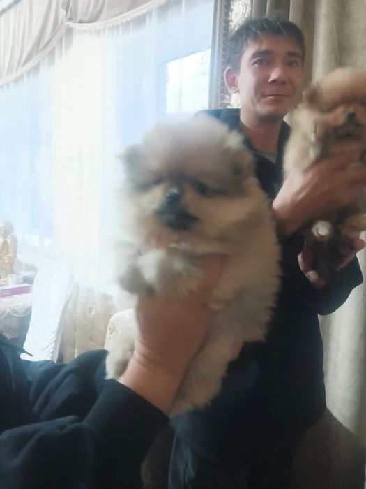 Мальчик и девочка породы шпиц