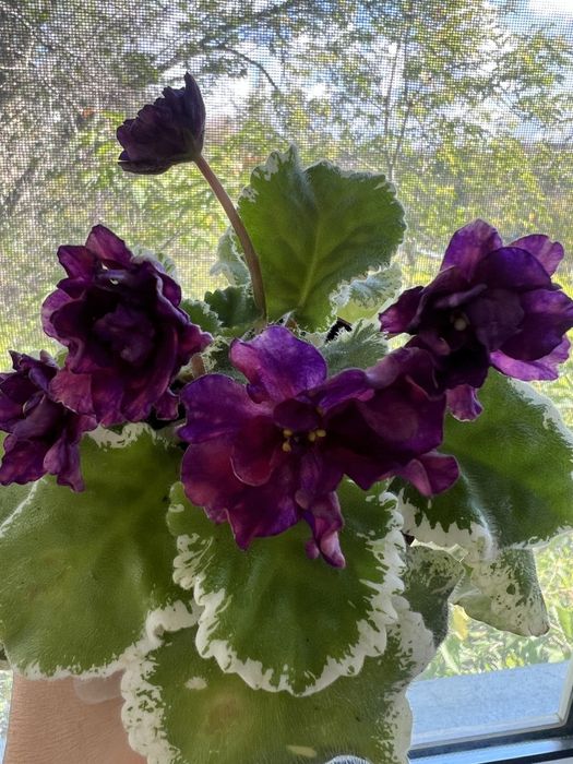 Детки сортовых фиалок