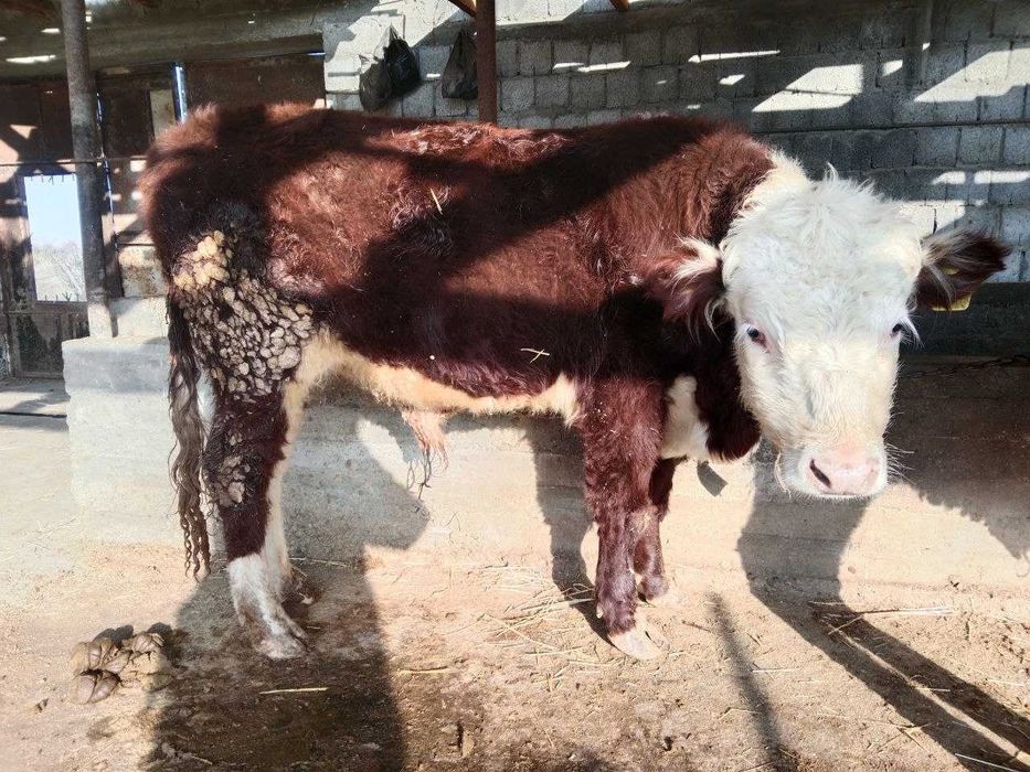 simmentallarni hamasi sotiladi