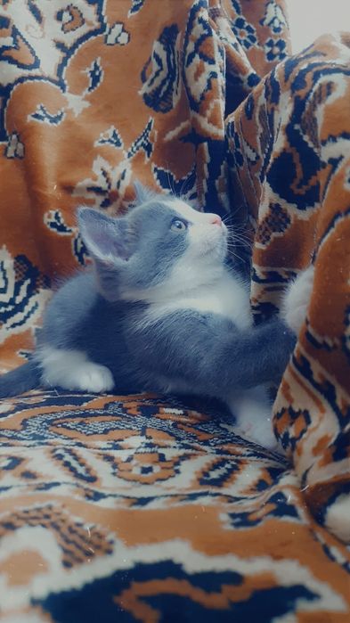 Котят в добрые ручки