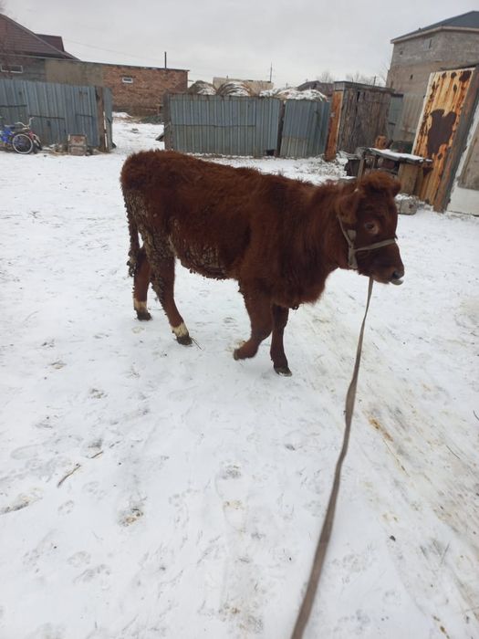 Продам тёлка 320тыс.