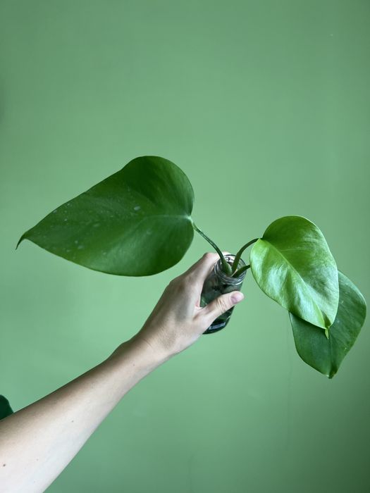 Черенок Монстеры