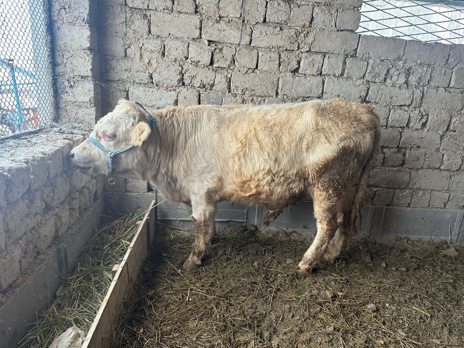 Букалар сатылады