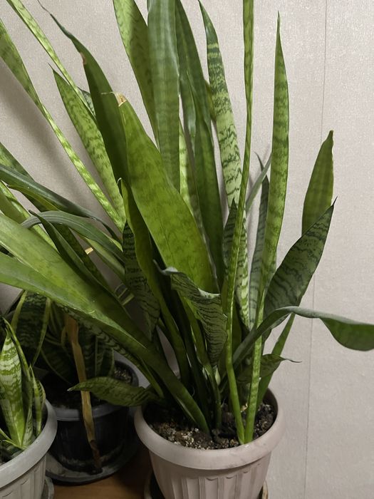 Сансеверия . Комнатный цветок