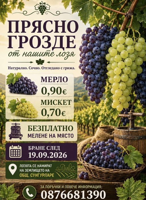 Продавам грозде мерло и червен мискет