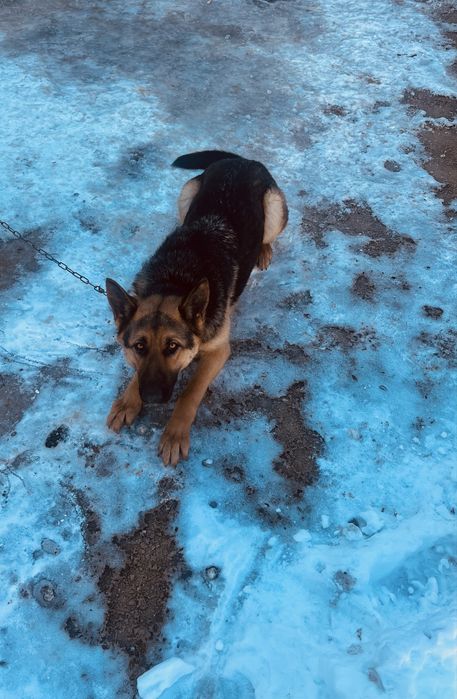 Немецкая овчарка