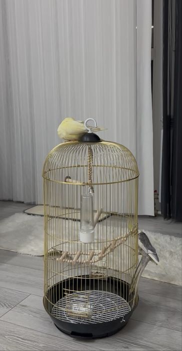 Кореллы, самец, самка