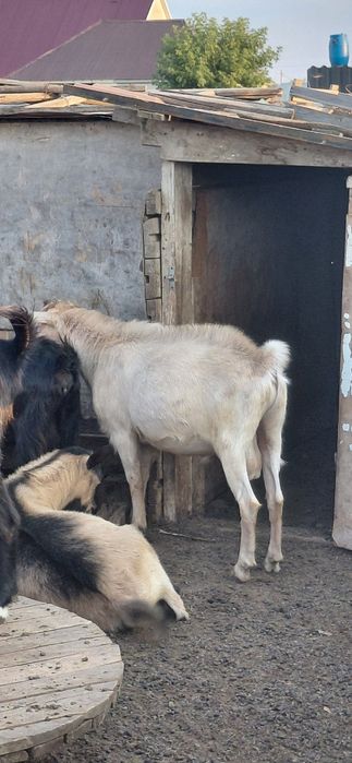 Крупные козы текелер