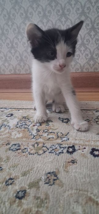 Продаётся котёнок