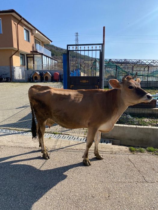 Здравейте продавам крава