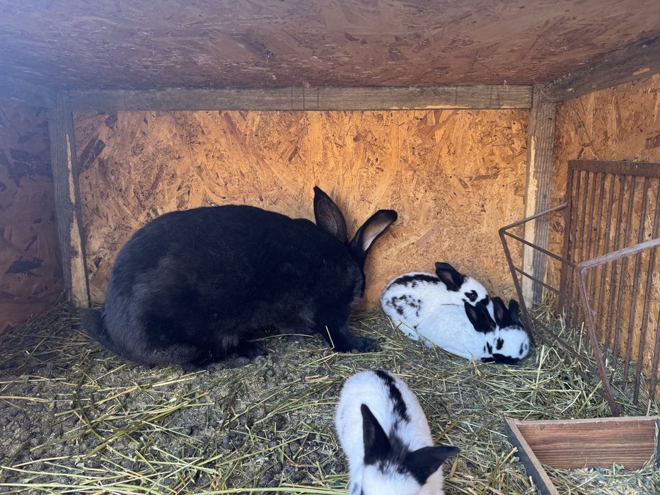 Iepurași pestriț german