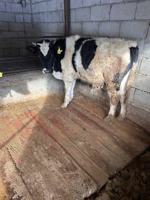 Бычок сатылады 10 айлык