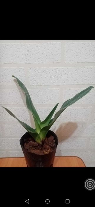 Пафиопедилум, венерин башмачек