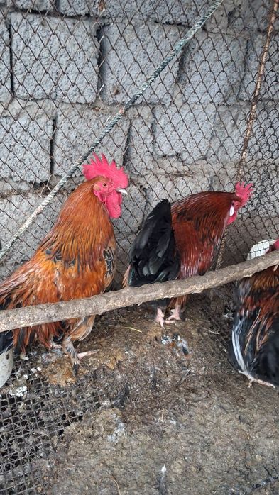 Xõroz Damashni Sotiladi