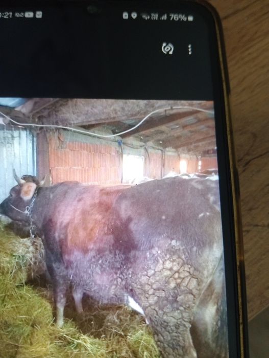 Vând juninca la prima fatare