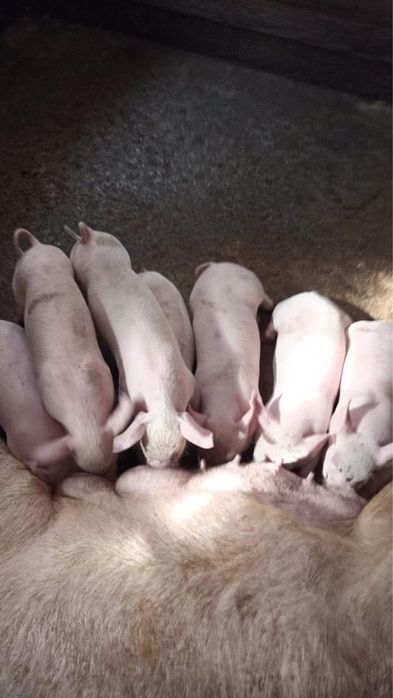 Продам  поросята возраст от месяца