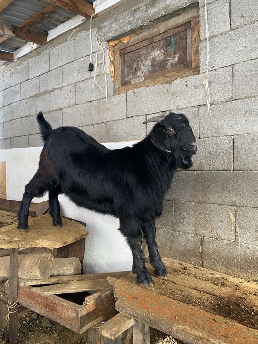 Козел есть еще козел