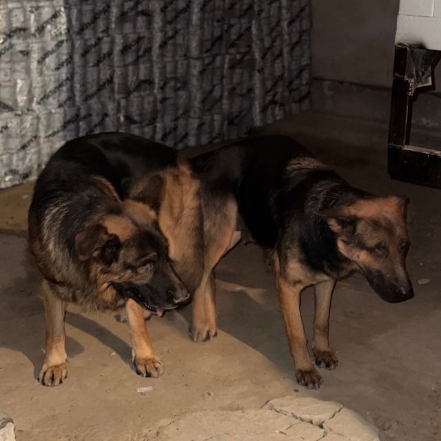 Немецкая овчарка щенок