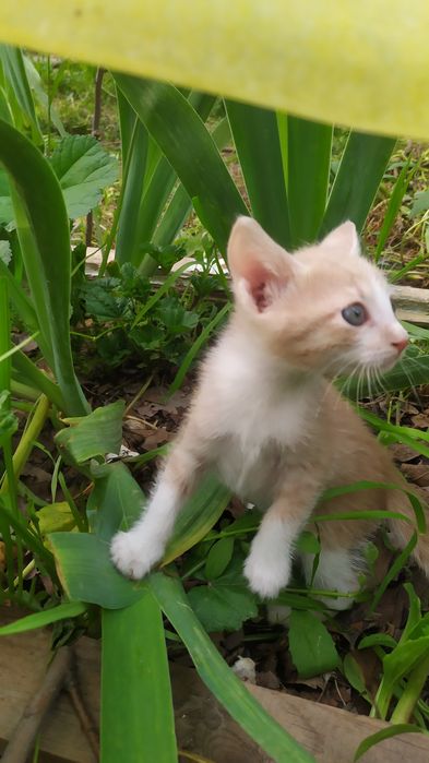 Котёнок, мальчик,1.5месяца, в Чирчике.